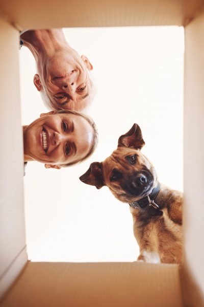 Low angle portrait of a happy couple and their dog looking into a box together.